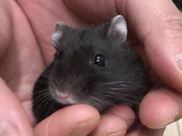 超可愛いベビー ジャンガリアンハムスターのブラック | ピュアアニマル