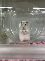 初心者にも飼いやすい ジャンガリアンハムスター ベビー（イエロープディング）｜ピュア☆アニマルの画像1