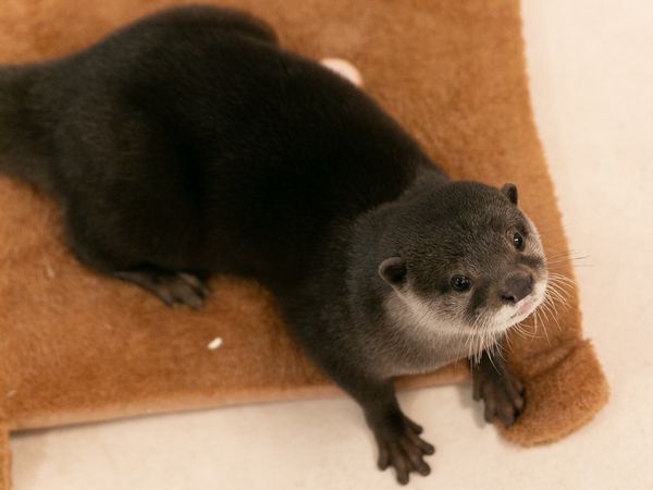 でも会えるコツメカワウソ - 動物ZOO感ごっこ