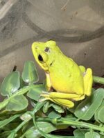 シュレーゲルアオガエル新入荷！の画像1