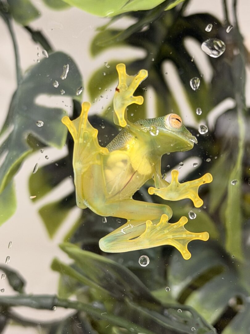 グラニュローサアマガエルモドキのメイン画像