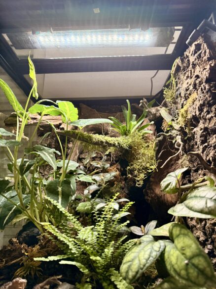テラスカイ１０W（TERRASKY）生物、植物、テラリウムライトLEDのメイン画像