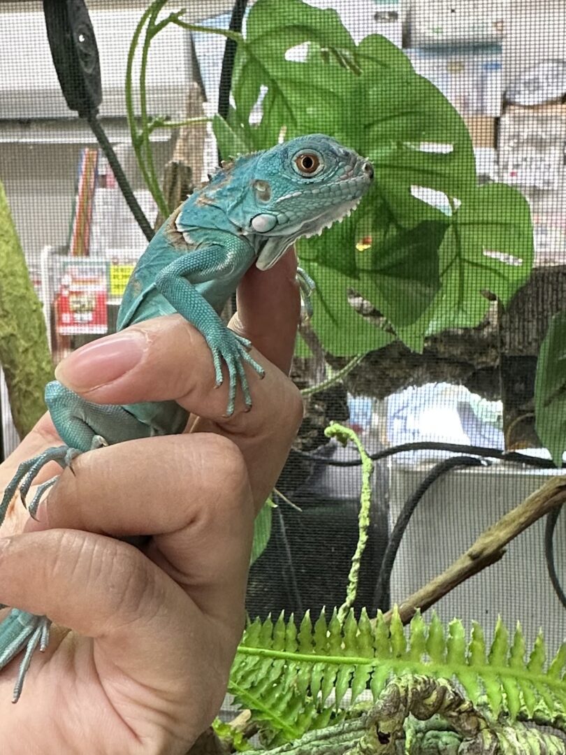 ブルーイグアナの画像3