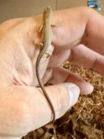 二ホンカナヘビの画像1