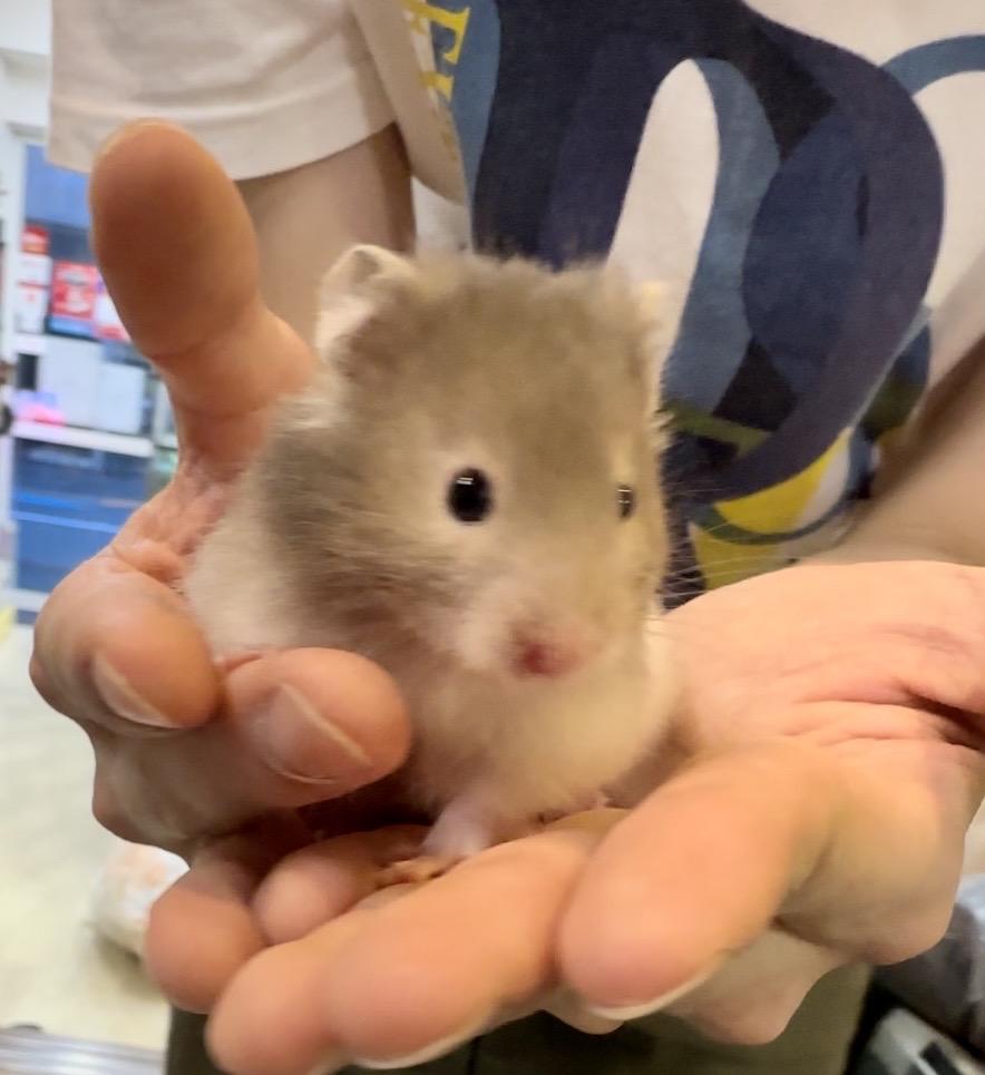 ゴールデンハムスターのセーブルバンデットロング♂ | ピュアアニマル