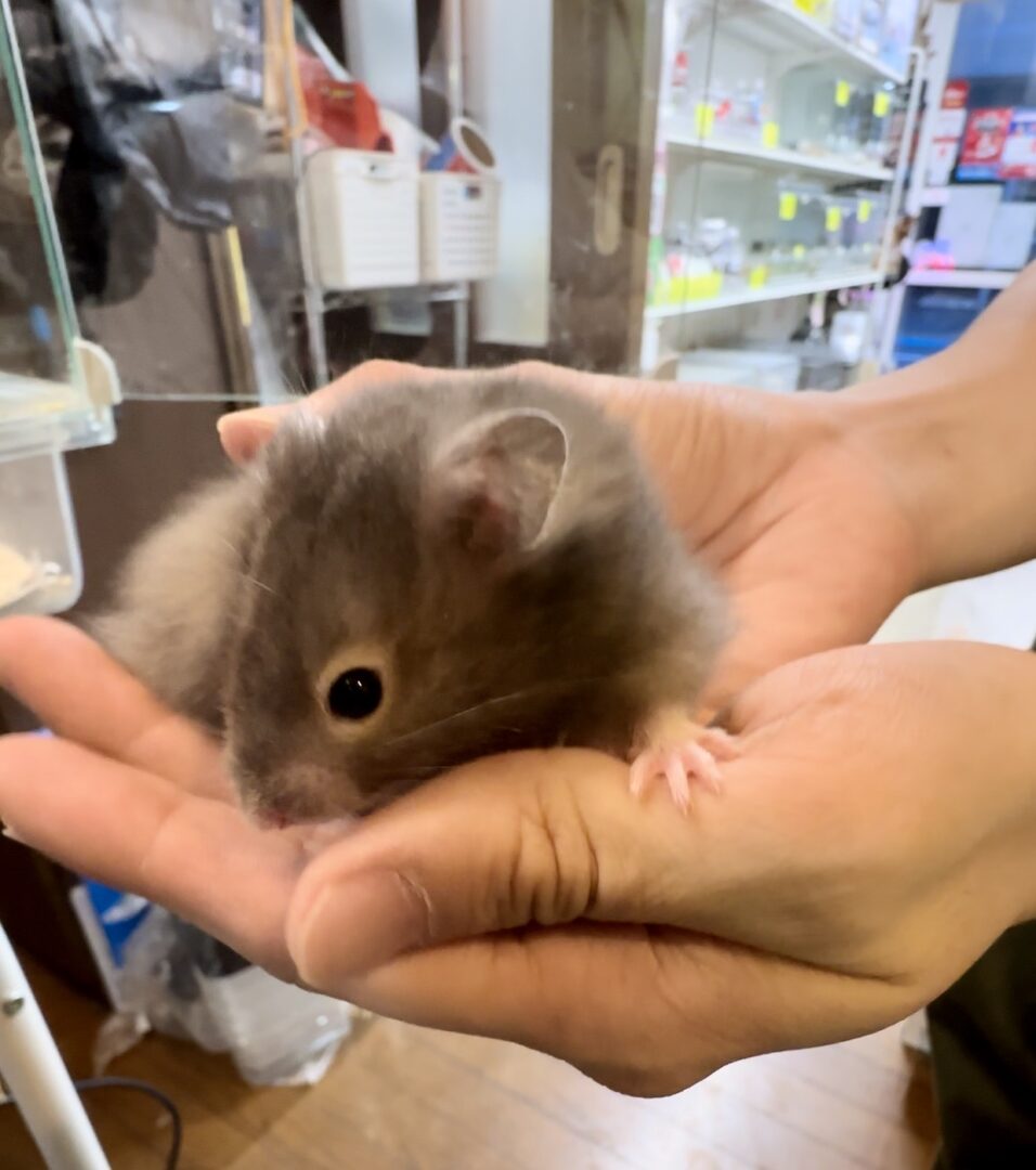 ゴールデンハムスターのセーブルロング♂ | ピュアアニマル