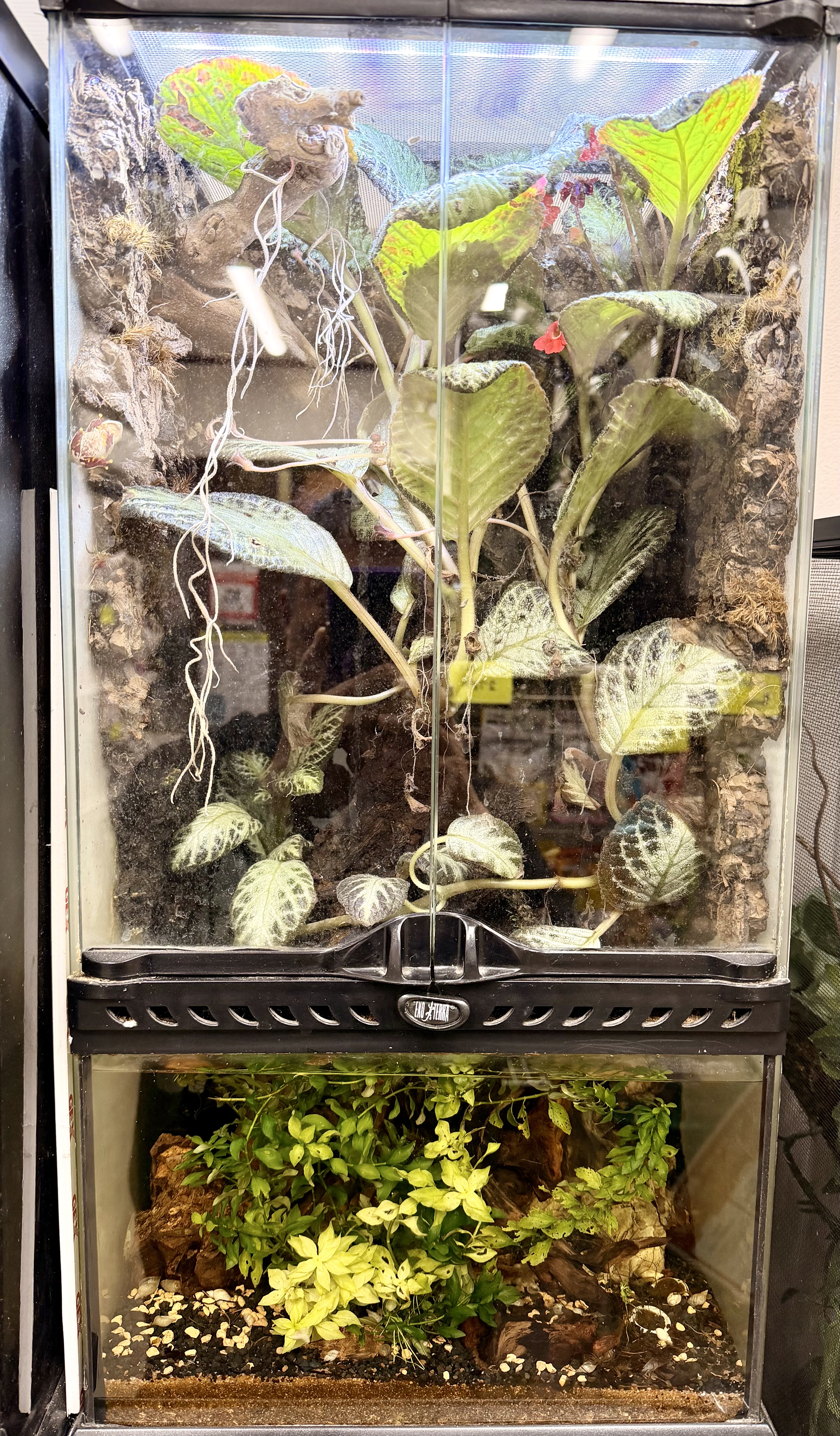 大型レイアウト参考：植物を多層に配置したビバリウムの例