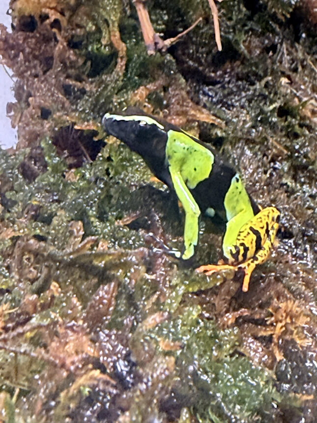 バロンアデガエルのメイン画像