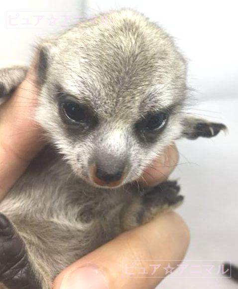 ミーアキャット 新生児 メイン画像