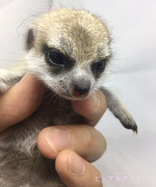 ミーアキャット 新生児 別カット