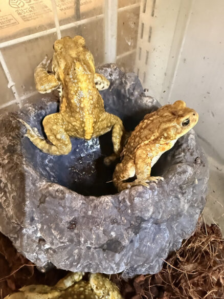 ミヤコヒキガエル（ヤングアダルト）のメイン画像