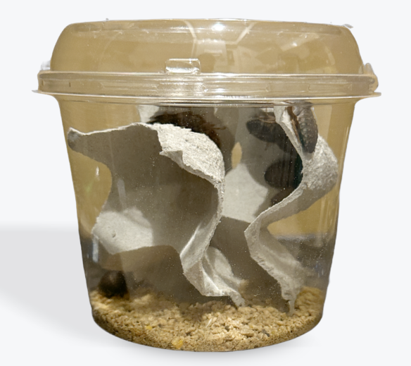 邑楽ファーム デュビア(アルゼンチンモリゴキブリ) Ｍサイズ 約25匹 活餌のメイン画像
