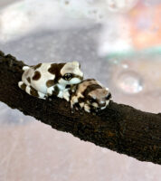 【国内CB】ミルキーツリーフロッグ 販売｜ピュアアニマルの画像2