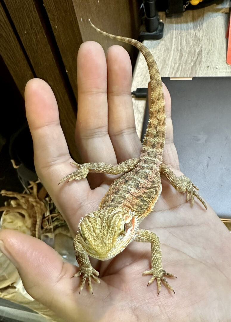 フトアゴヒゲトカゲ（ノーマル）の画像3