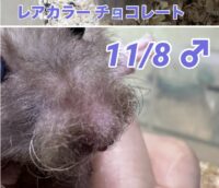 レックス（Rex）｜縮れ毛ロングヘア・希少シリアン【ピュア☆アニマル】の画像7