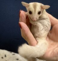 フクロモモンガの画像12