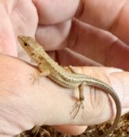 二ホンカナヘビの画像2