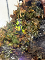 バロンアデガエルの画像2