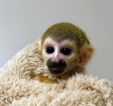 コモンリスザル 新生児 画像4