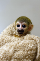 コモンリスザル 新生児 画像3