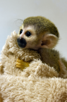 コモンリスザル 新生児 画像2