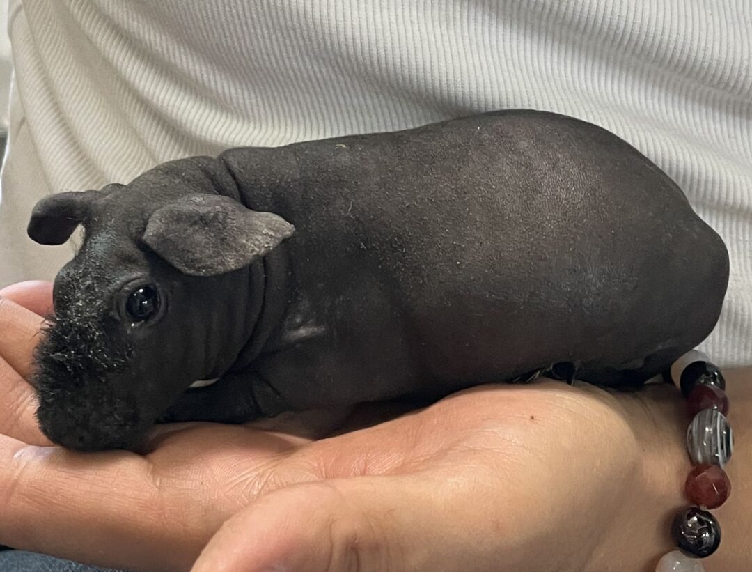 スキニーギニアピッグ | ピュアアニマル