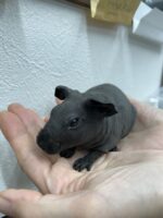 スキニーギニアピッグの画像6