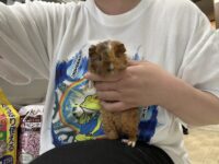 レックスモルモット(ヨーロッパ版テディモルモット)ベタ慣れベビー♂の画像1
