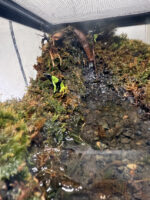 バロンアデガエルの画像3