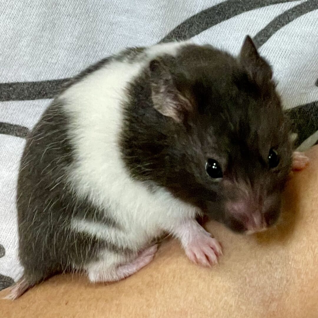 超可愛い ゴールデンハムスターベビー パンダ♀ | ピュアアニマル