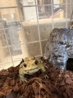 ミヤコヒキガエル（ヤングアダルト）の画像2