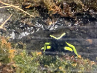 バロンアデガエルの画像4