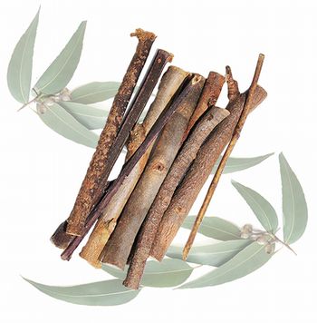 Eucalyptus Branchesのメイン画像