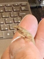 二ホンカナヘビの画像3