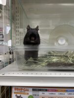 ブラックデグー,デグーの画像2