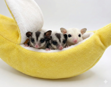 バナナポーチで小動物の寝床づくり｜フクロモモンガ・リスの可愛い隠れ家