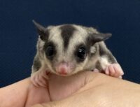 フクロモモンガの画像8