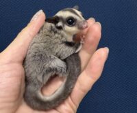 フクロモモンガの画像3