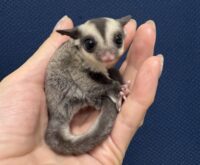 フクロモモンガの画像4