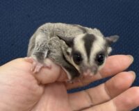 フクロモモンガの画像5