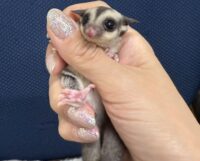 フクロモモンガの画像6