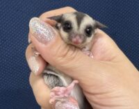 フクロモモンガの画像1