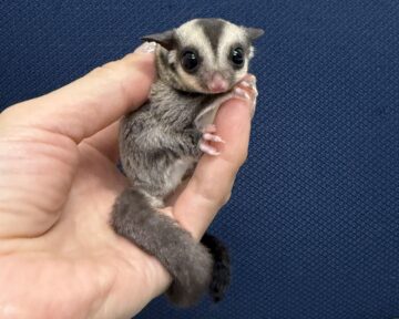 かわいいモモンガベビーがたくさん入荷しました♪の画像