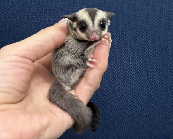 フクロモモンガのメイン画像