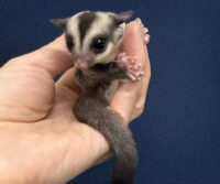 フクロモモンガの画像7