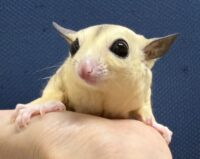 フクロモモンガの画像10