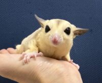 フクロモモンガの画像7