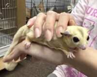 フクロモモンガの画像4