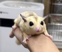 フクロモモンガの画像1