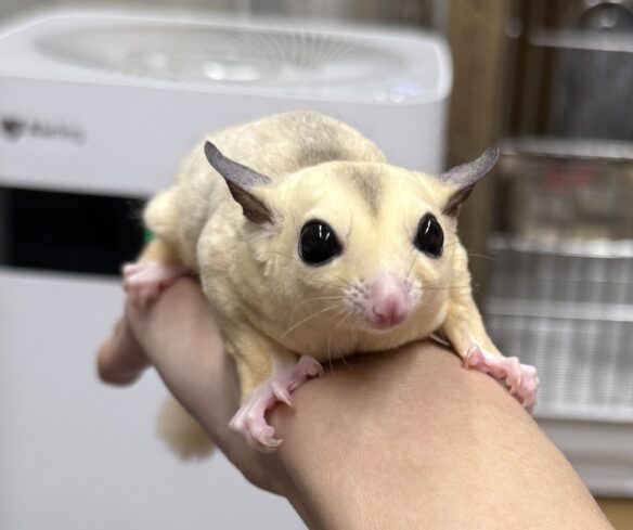 フクロモモンガのメイン画像